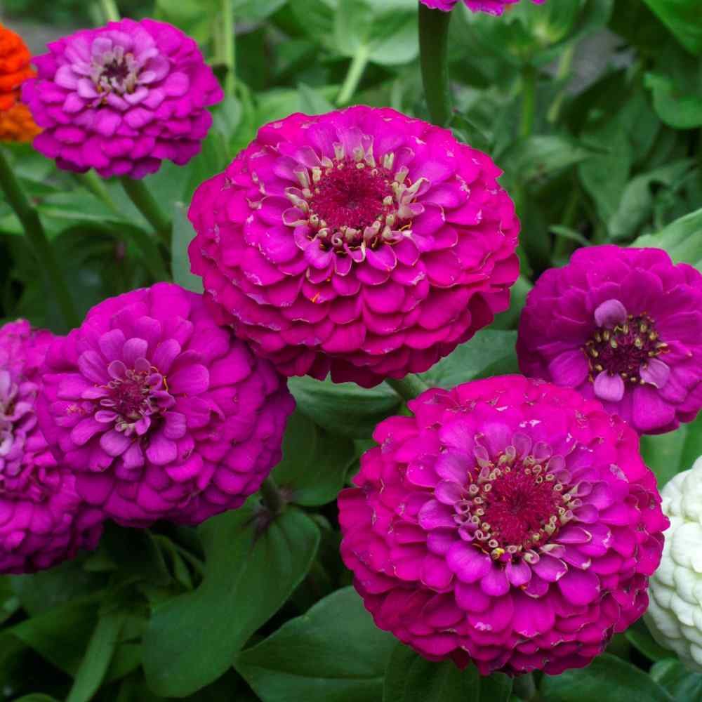 Zinnia Purple Flower Seeds for Home Garden